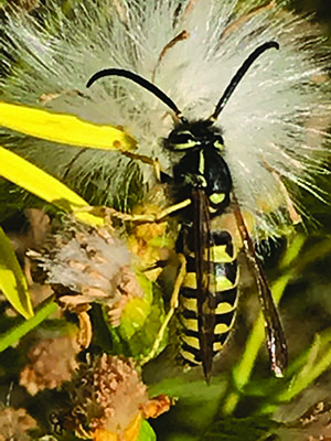 Fig. 08: Photograph of a yellowjacket.